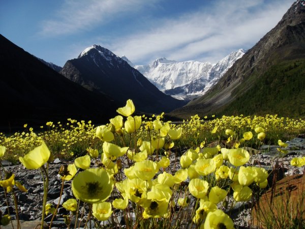 Горный цветок Медео