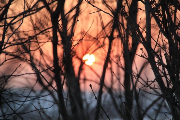Весна солнце деревья