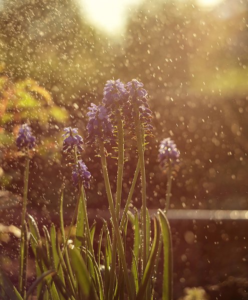 Дождливый весенний вечер