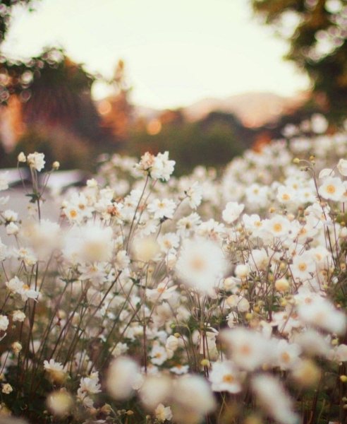 Осень Эстетика