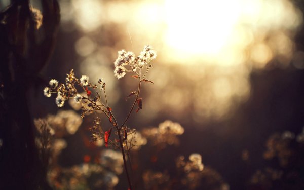 Япония Эстетика Сакура