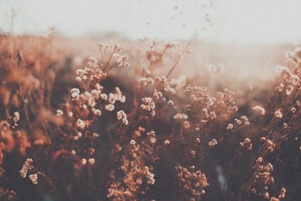 Эстетика природы