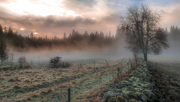 Полевые цветы в тумане