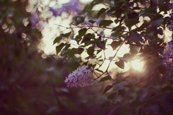 Подоконник с цветами