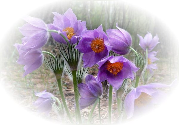 Весенний букет благодарю