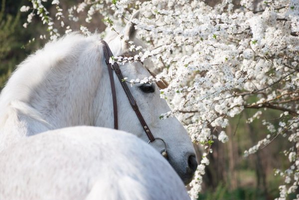 Весенняя лошадь