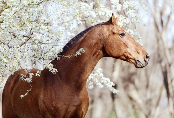Лошадки весной