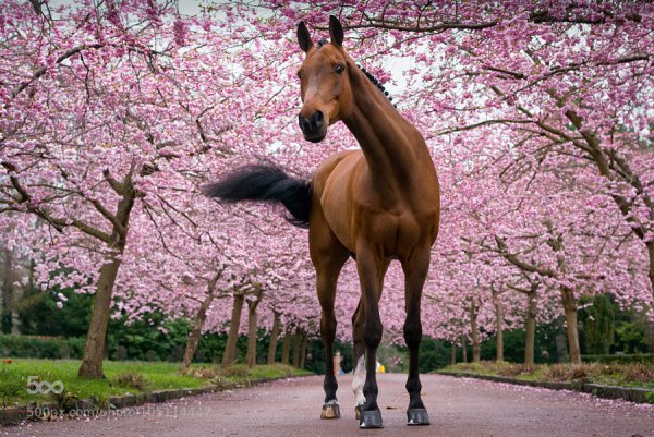 Лошадь весной