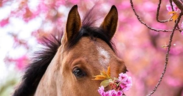 Весенняя лошадка