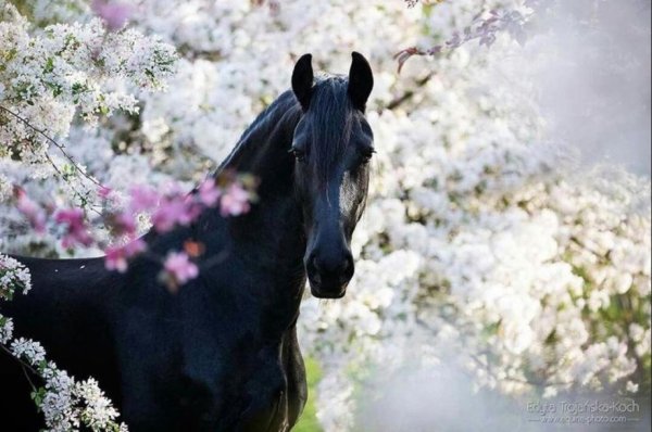 Лошади среди цветов