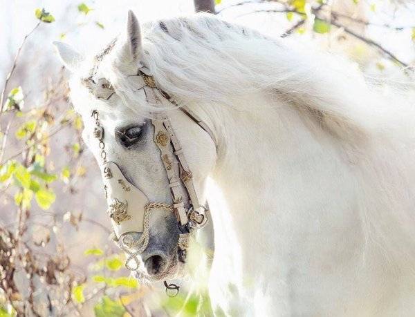 Лошадь весной