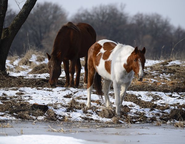 Лошади Весна