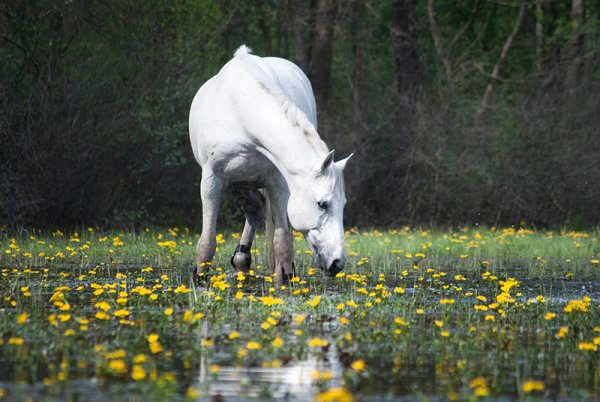 Белые лошади весной