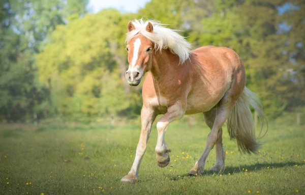Лошадь весной