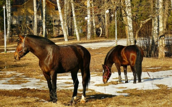 Лошадь ранней весной