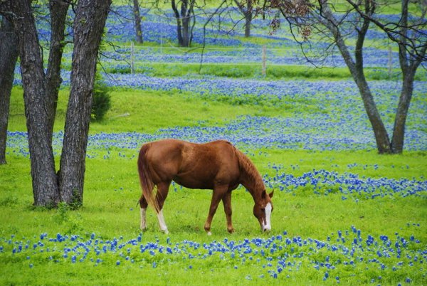 Лошадки весной