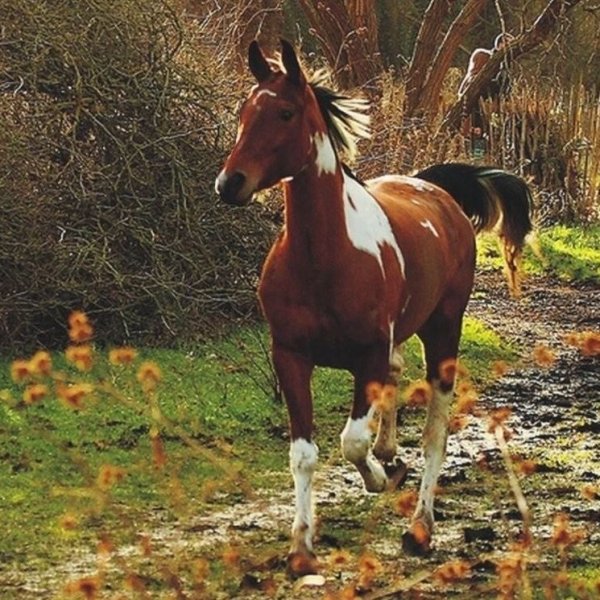 Лошади Весна