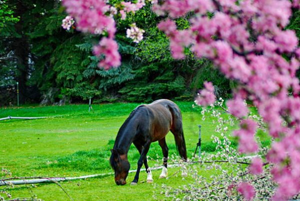 Весенний пейзаж лошади