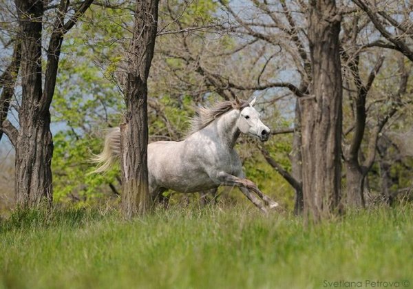 Лошадь весной