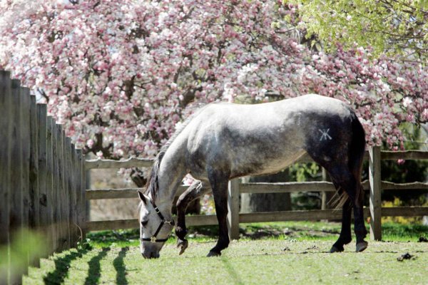 Лошадь весной