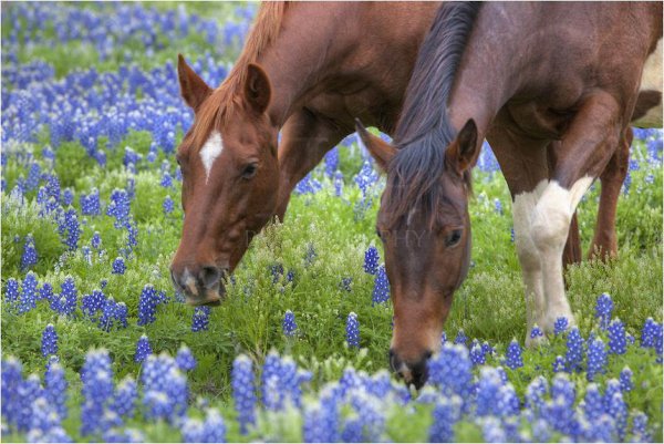 Лошадки весной