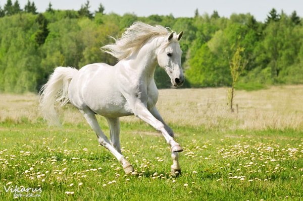 Белая кобылица