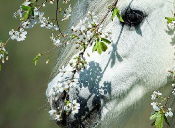 Катаржина Окрещик лошади