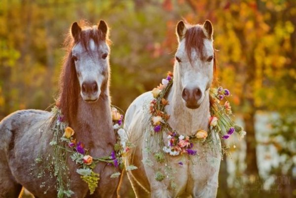 Нарядная лошадь