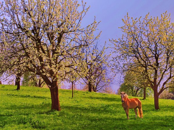 Весна природа лошади