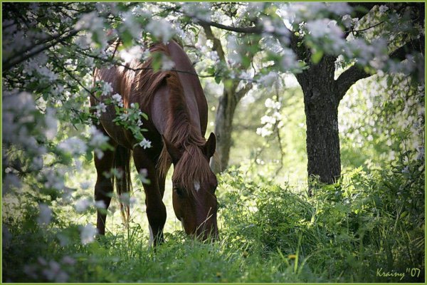 Лошади Весна