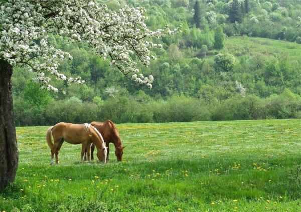 Кони на Поляне