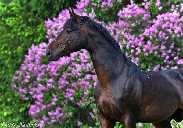 Весенняя лошадь