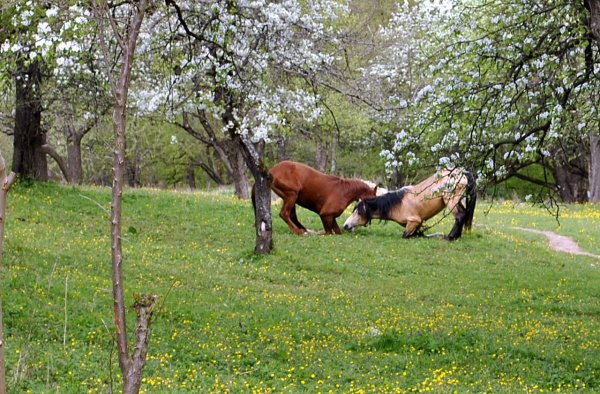 Лошади Весна