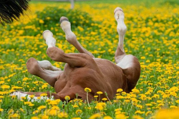 Жеребенок в цветах