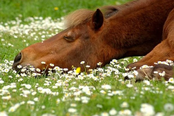 Лошадь в ромашках