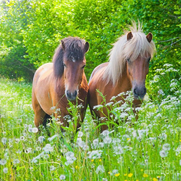 Лошади вместе