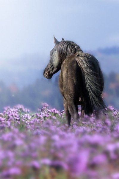 Лошади Весна