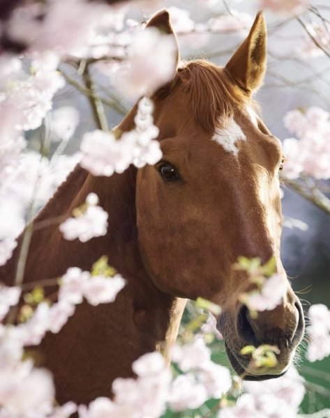 Лошади красивые в цветах
