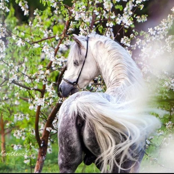 Лошадь в цветущем саду