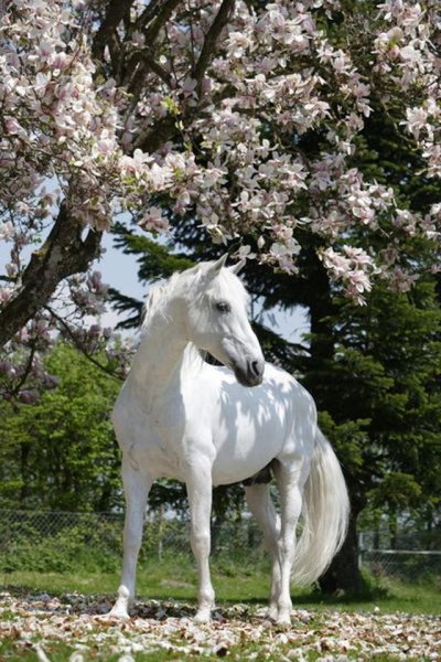 Весенняя лошадь