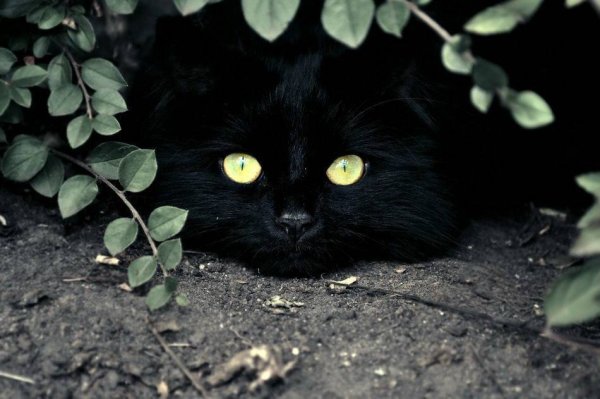Чёрный кот