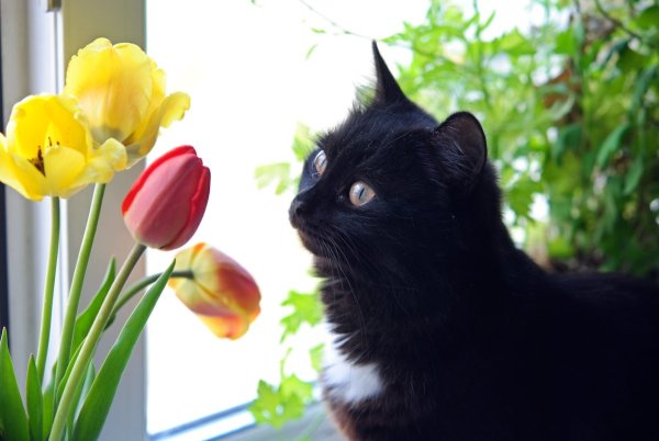 Весна и черные коты