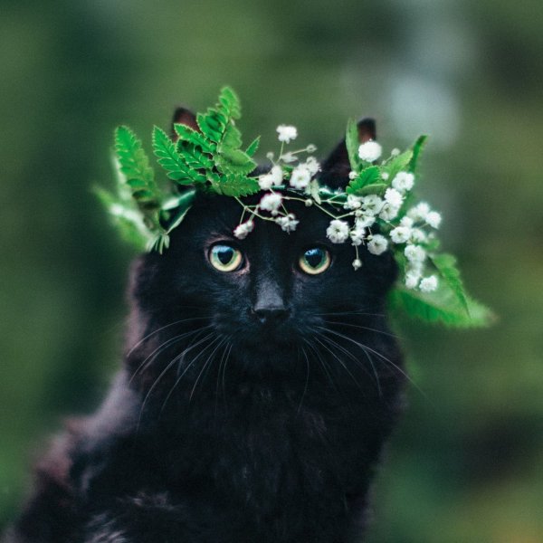 Кот в венке