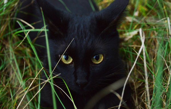 Чёрный котёнок с зелёными глазами