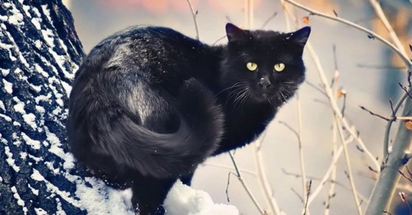 Черный кот лежит на снегу