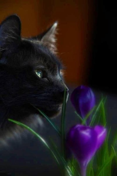 Черная кошка и цветы