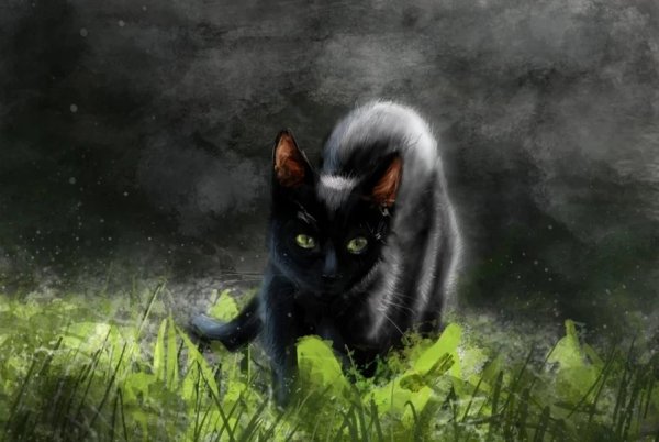 Чёрный котёнок и лес
