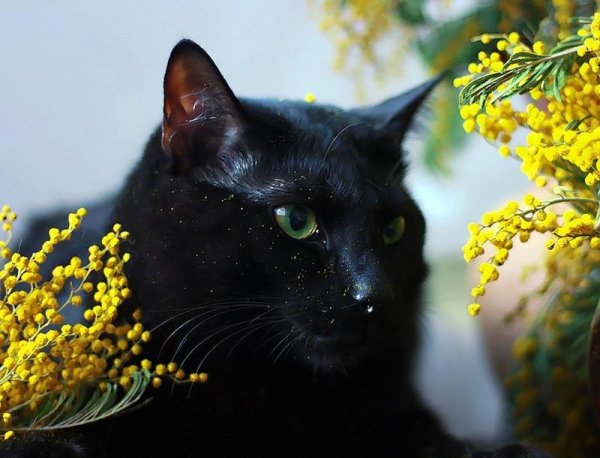 Кот и Мимоза