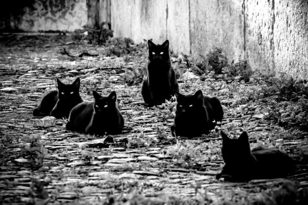 Толпа черных кошек