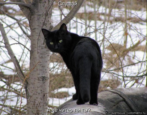 Много чёрных котов